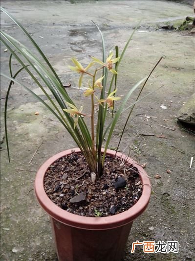 兰花品种有哪些,兰花有多少个品种？