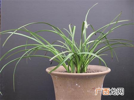兰花用什么肥料最好,四季兰花施什么肥料好？