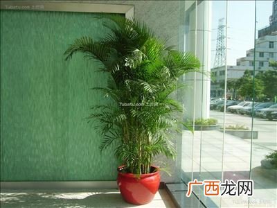 凤尾竹的养殖方法,凤尾竹的养殖方法一木?