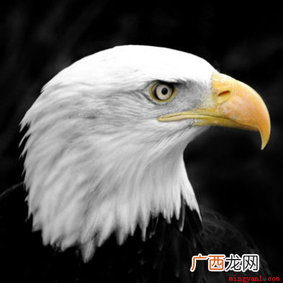 白头海雕身价不凡,作为美国国鸟,受到法律保护 美国的国宝是什么动物