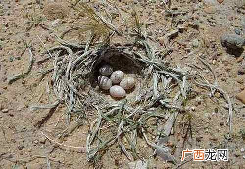 覆槽之下安有完卵意思,覆巢之下安有完卵安字的解释？