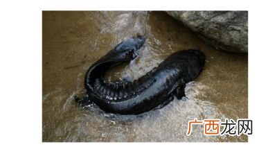 娃娃鱼吃什么食物,娃娃鱼一般都吃什么了，长时间在水里会不会死？