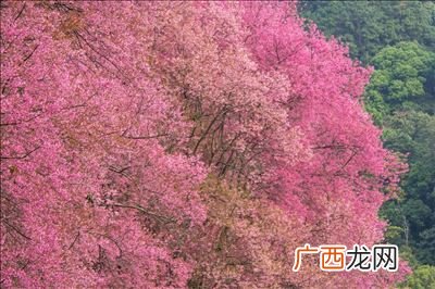 芝樱花什么时候播种,樱子种植方法？