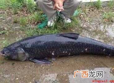 青鱼怎样做