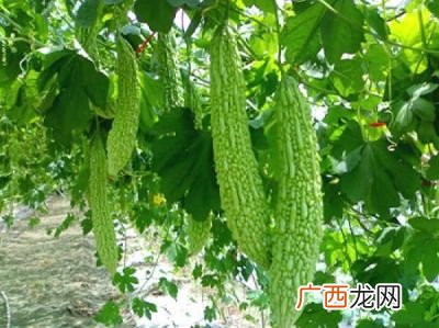 苦瓜怎样种,苦瓜种子的种法？