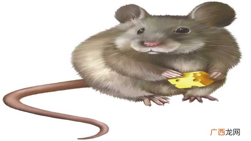 属鼠一生的命运怎么样