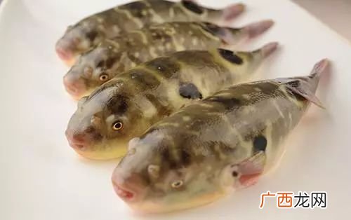 河豚鱼有毒吗能吃吗,河豚卵有毒吗？想了解一下？