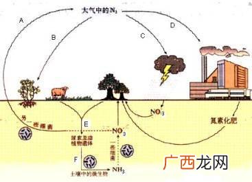 固氮微生物有哪些,什么是仿生固氮？