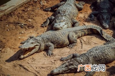 世界上还有恐龙吗,世界上唯一的几只恐龙？
