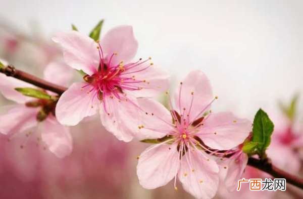 桃花在什么季节开放,杏花、桃花、梨花、梅花、海棠、荷花各是几月开、几月凋零？