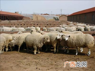 母羊拉稀怎么办,羊子拉稀怎么治？
