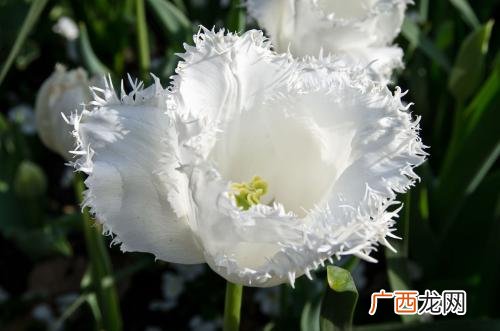 白色的花有哪些,白色的树有哪些？