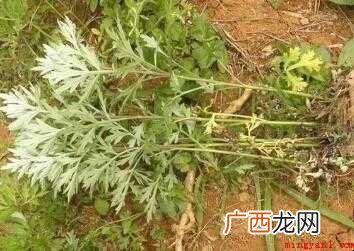 白蒿有哪些做法