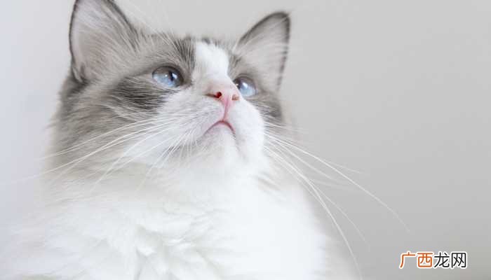 梦见养喜欢人的猫跑了是什么意思