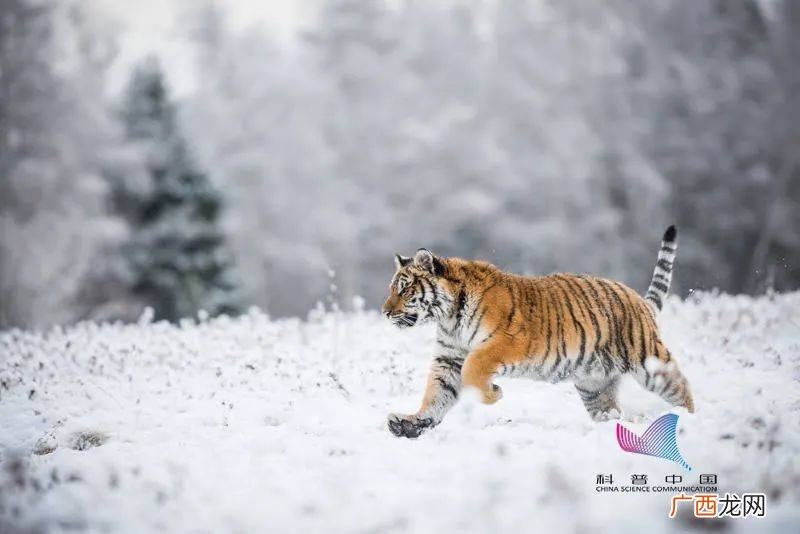 为什么叫猫科动物而不叫虎科动物,什么虎好斗？