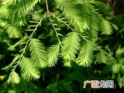 水杉树叶像什么,树叶有什么形状像什么？