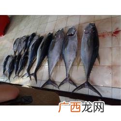 中国海域有金枪鱼吗,中国金枪鱼为什么少？