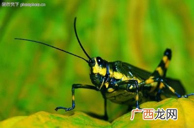 昆虫类有哪些,昆虫类动物有哪些？
