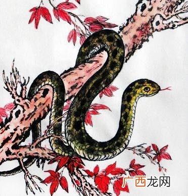 65年属什么,65-66年属什么？