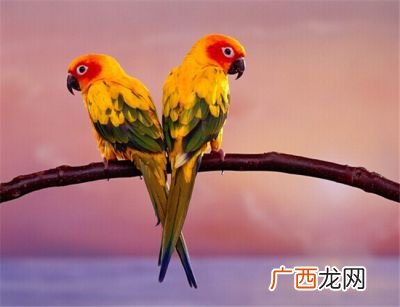 鹦鹉学舌是什么行为,学习是什么为什么说鹦鹉会说人类的语言那不叫学习呢？