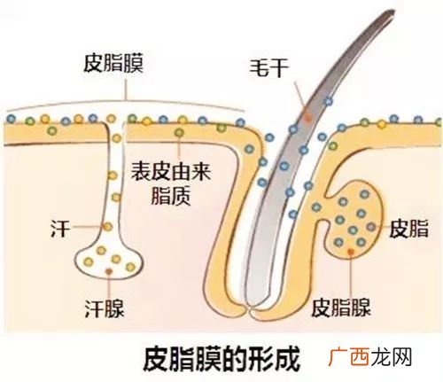 皮脂膜的作用,皮肤学专业知识？