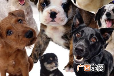 狗有什么特点,狗的特点有哪些?可以用什么四字词语形容？