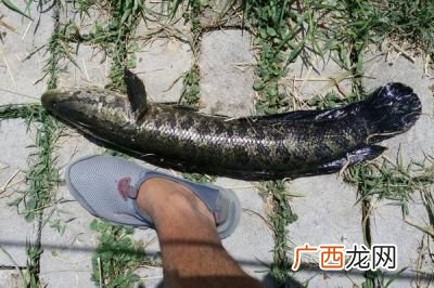 黑鱼吃什么食物,海黑鱼吃什么？
