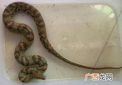 家蛇出现寓意什么,孔雀与蛇寓意？