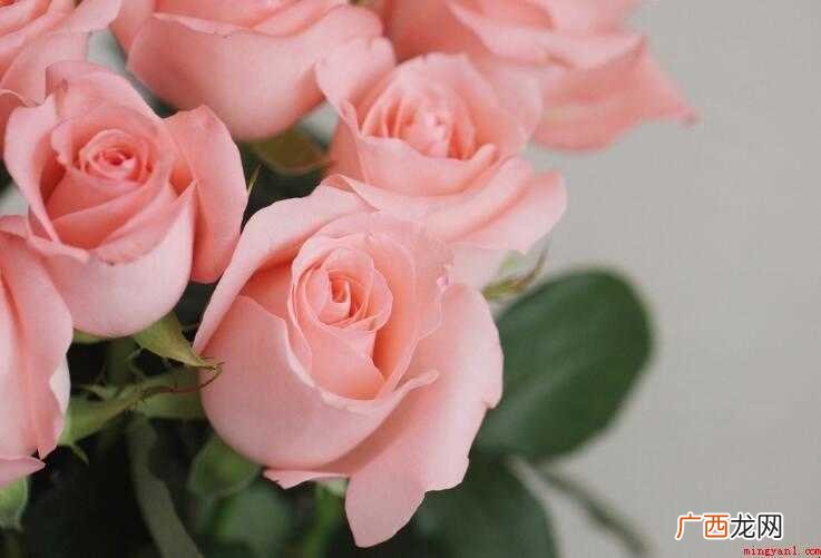 戴安娜玫瑰的花语是什么