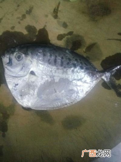 哪些鱼是有毒的呢,鱼有毒吗？