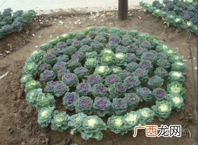 羽衣甘蓝怎么吃,羽衣甘蓝的做法？