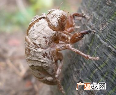 知了壳的功效与作用,知了壳有什么药用价值？