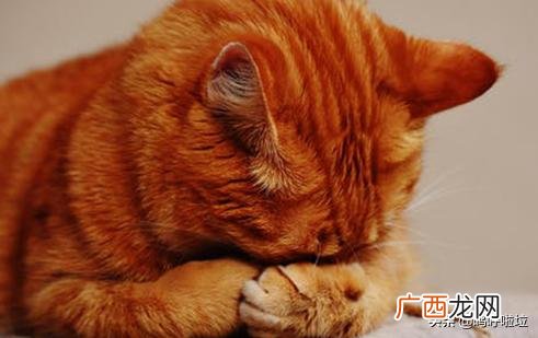 猫咪拉稀怎么办,猫咪拉稀怎么办？