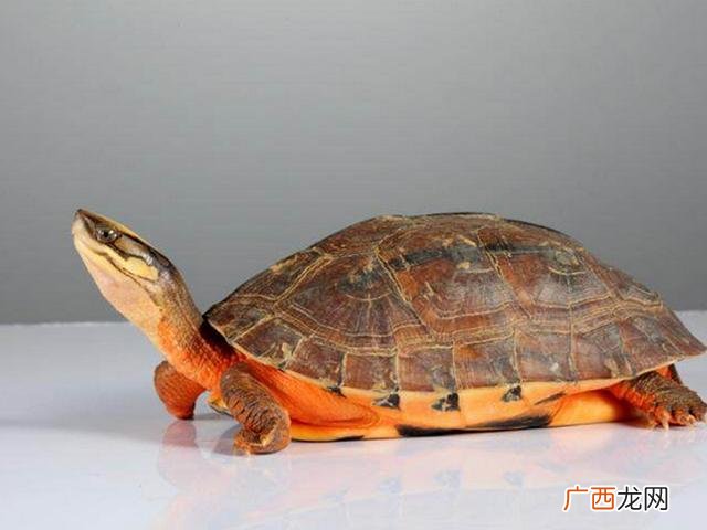 石钱乌龟应该怎样养小的,石金钱过冬不放在水里可以吗？