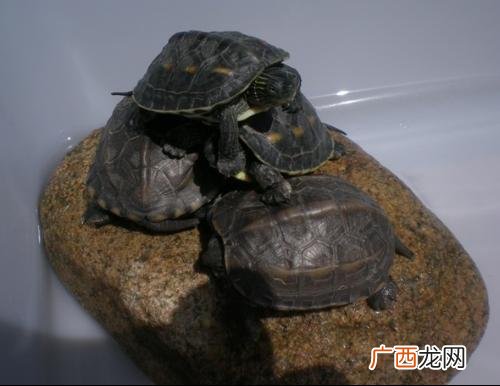 石钱乌龟应该怎样养小的,石金钱过冬不放在水里可以吗？