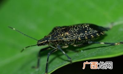 臭屁虫有毒吗,麻皮虫有毒吗？