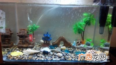 新鱼缸如何开缸养水,大神怎么开缸养水？