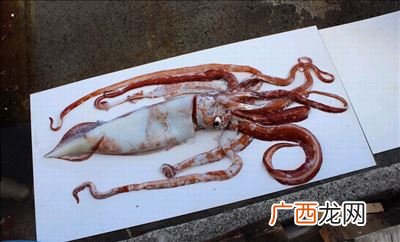 巨型鱿鱼有多少米长,海底每个深度有哪些生物？