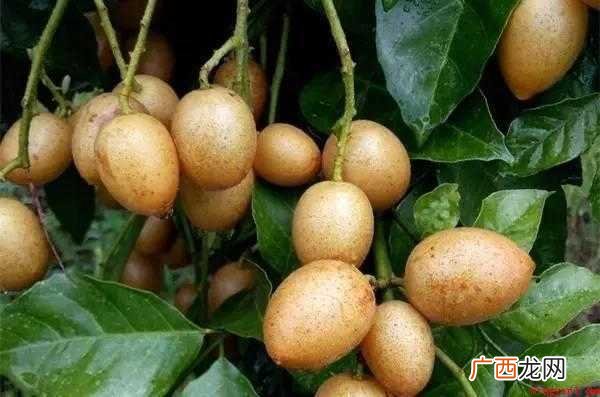 鸡心黄皮果怎么吃