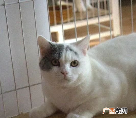 为什么猫咪突然发狂咬人,为什么猫晚上咬人抓人？