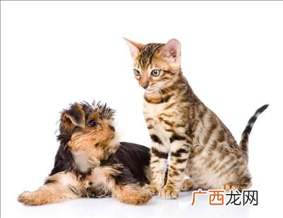 cat的汉语是什么,cup和cat的u发音一样吗？