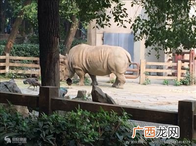 武汉有哪些动物园,武汉野生动物王国九峰动物园区别？