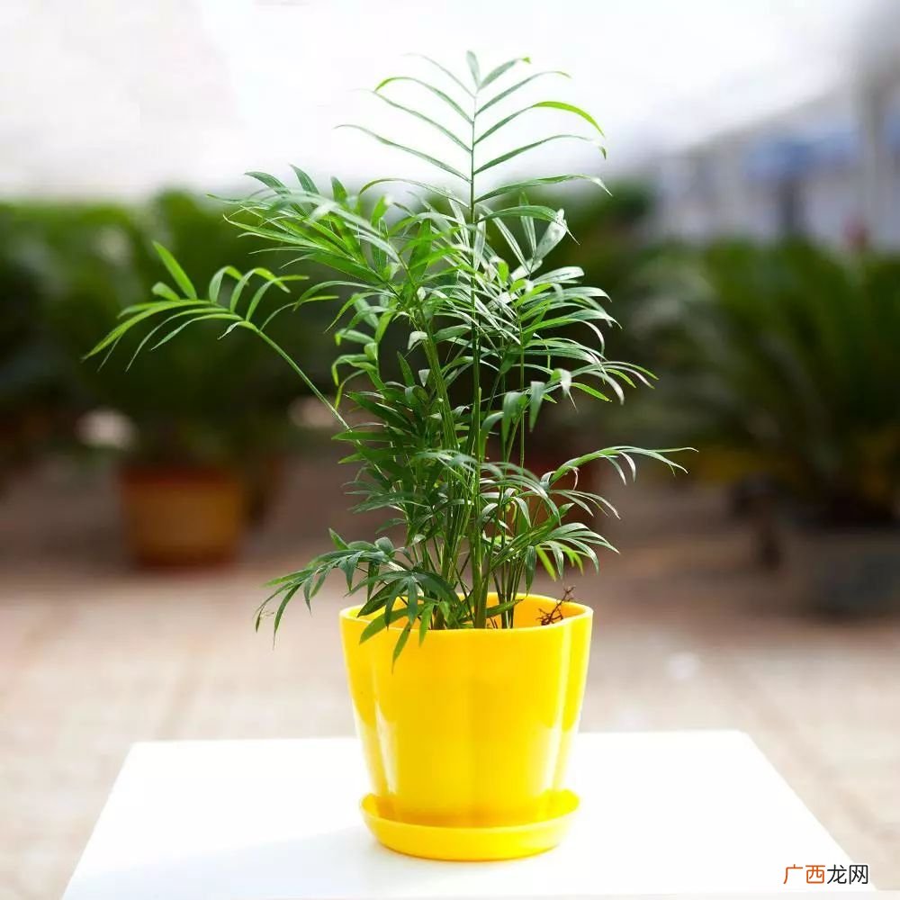 袖珍椰子开花有寓意吗,袖珍椰子光开花怎么没有种子？