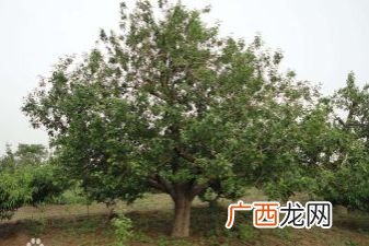 铁杆海棠怎么养,铁杆海棠养殖方法？