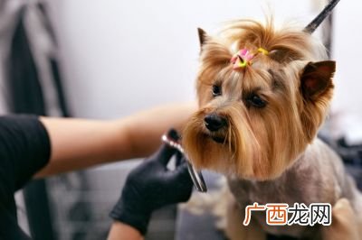 狗哭是什么征兆,狗狗临死前流眼泪？