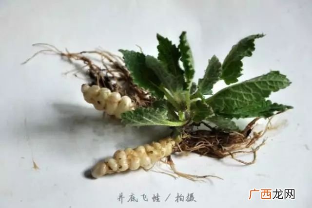 什么是植物地环子,姜不辣和地环的区别？