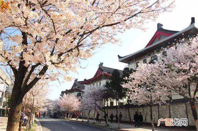 鸡鸣寺的樱花开放时间,什么时候看樱花最合适？