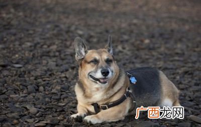 柯基为什么要断尾,柯基几个月断尾好？