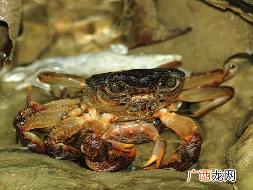 溪蟹能吃吗,杭州西溪湿地的螃蟹能吃吗?