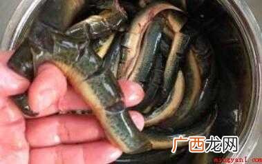 泥鳅的做法